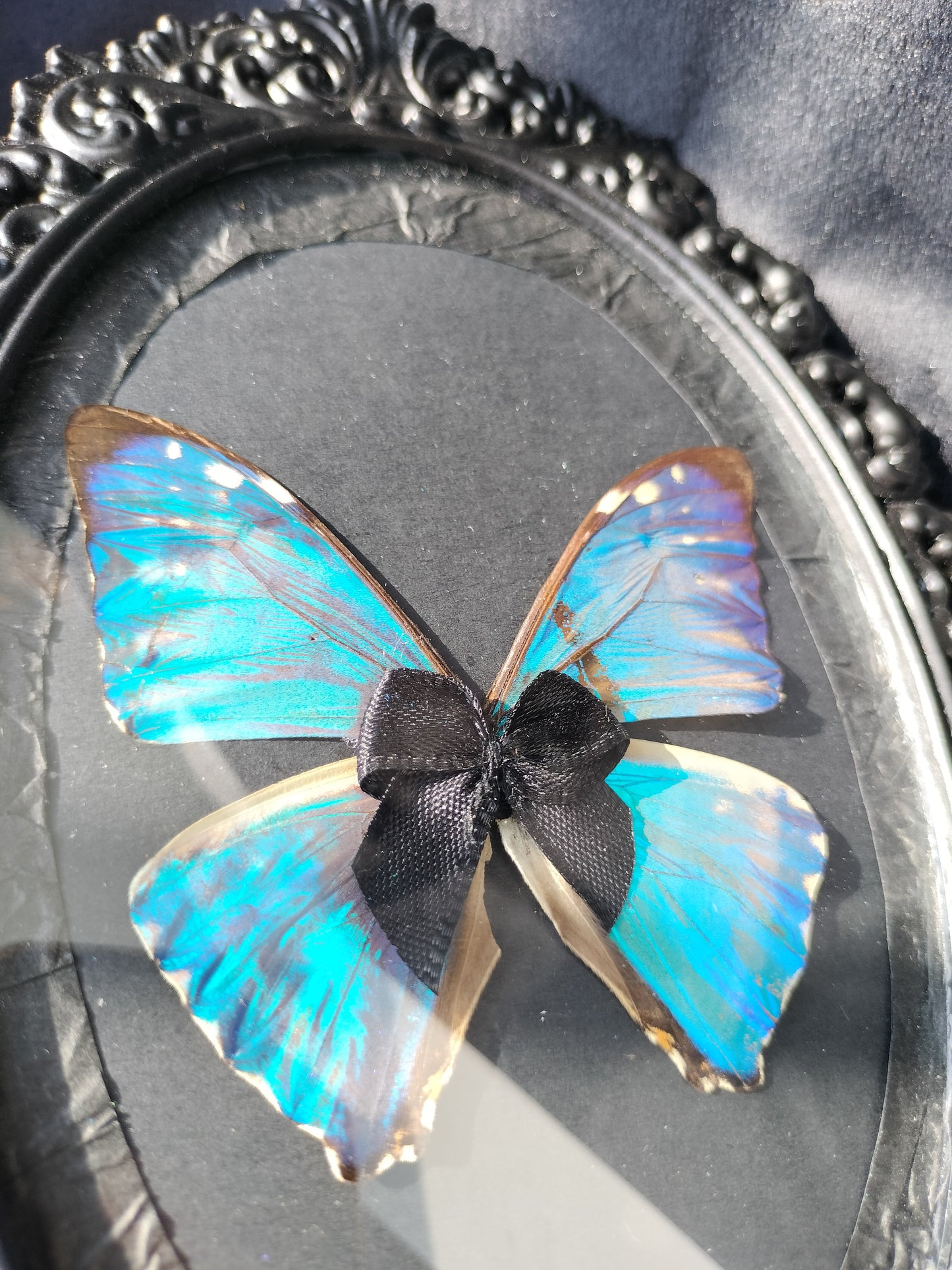 Morpho Zephyritis
