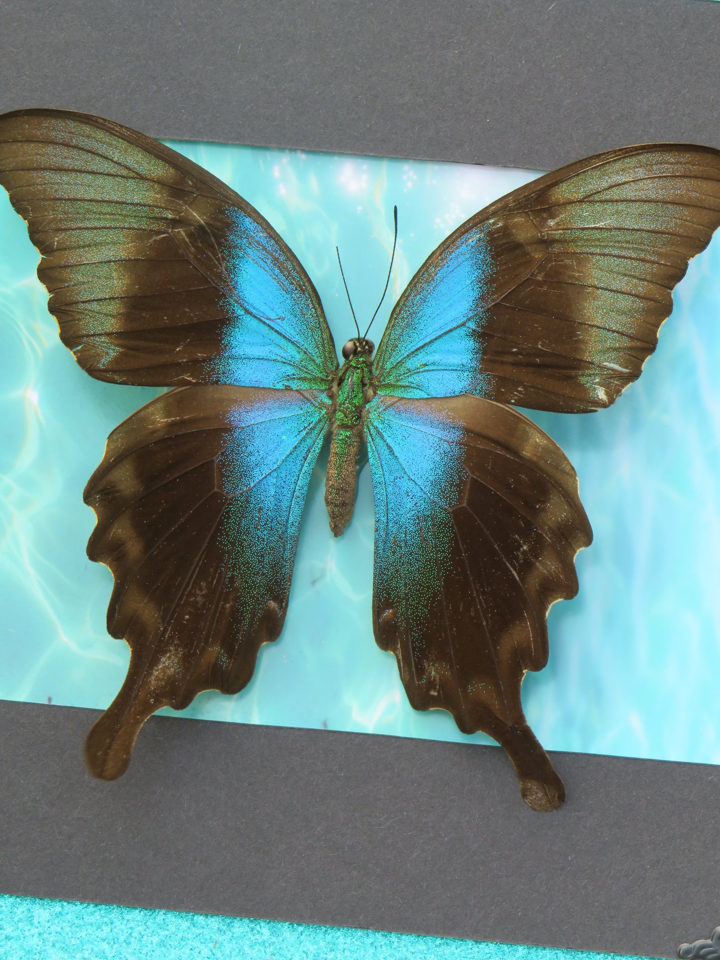 Véritable papillon palinurus