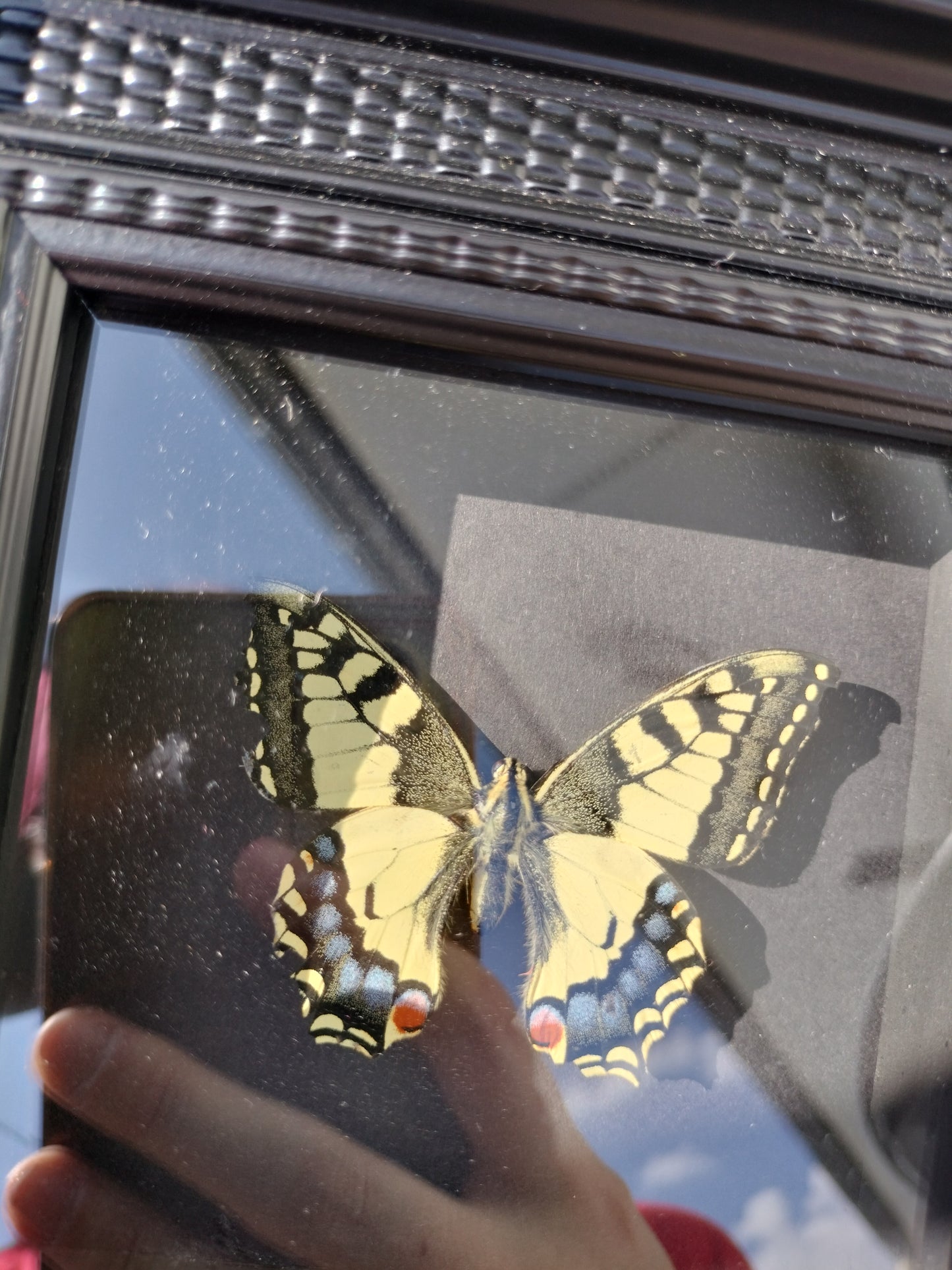 Machaon