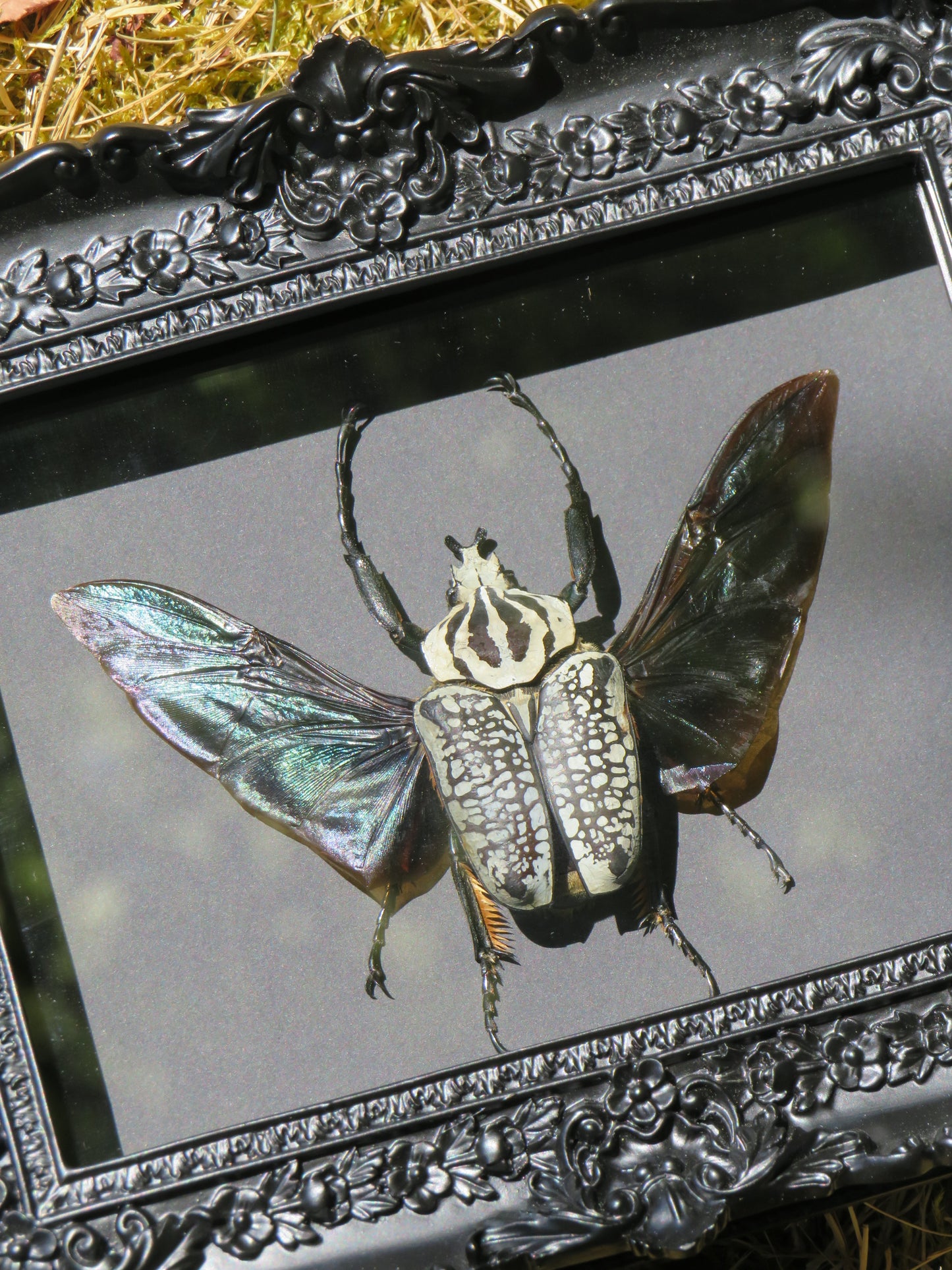 Goliathus meleagris