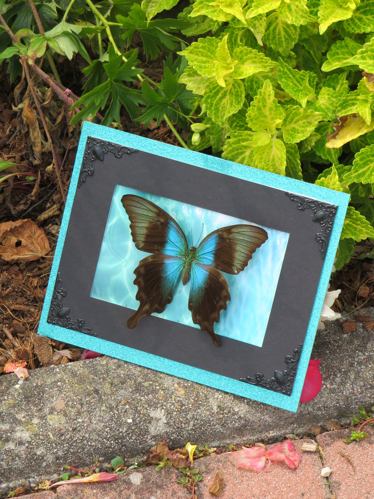 Véritable papillon palinurus