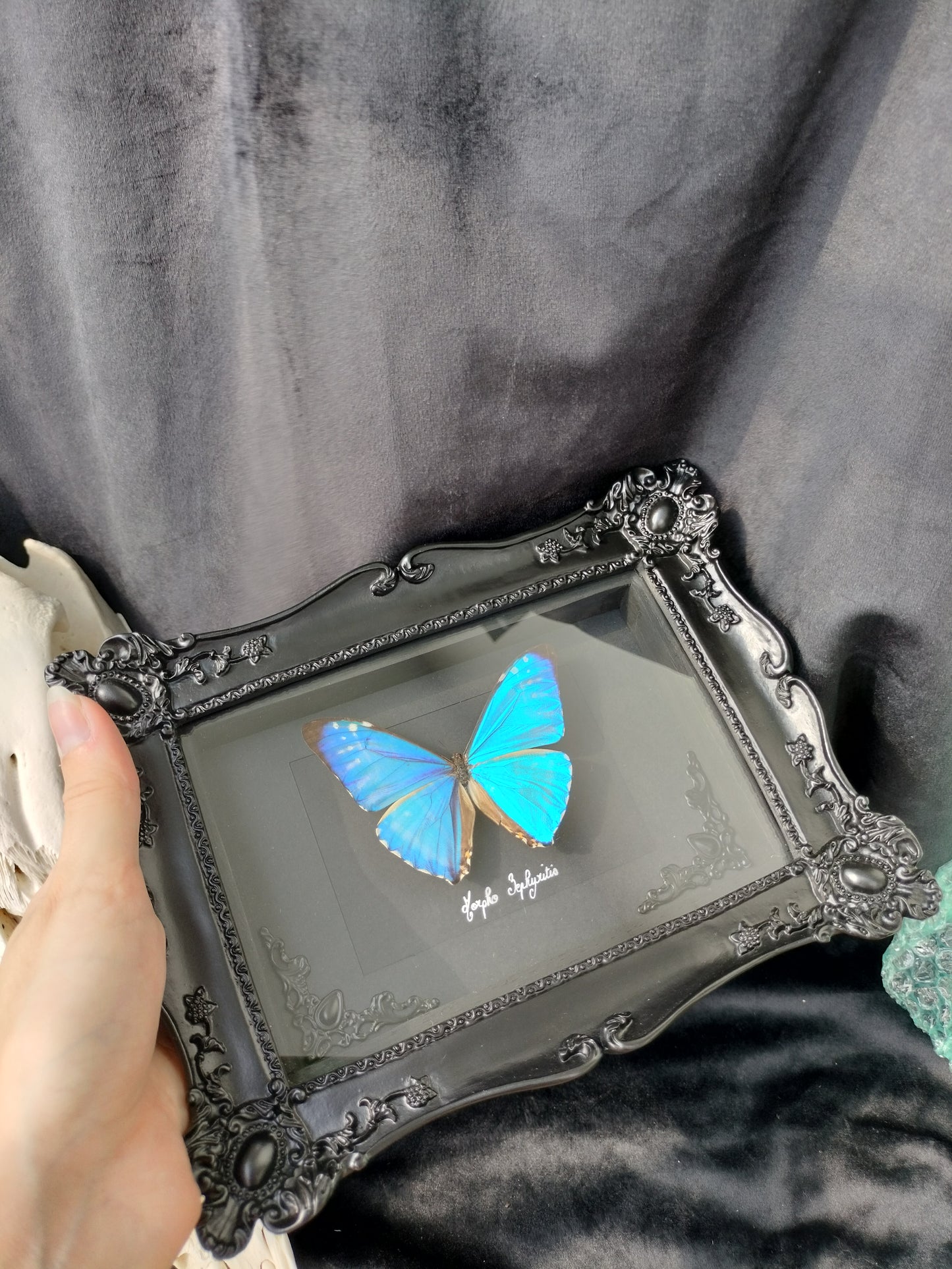 Morpho Zephyritis