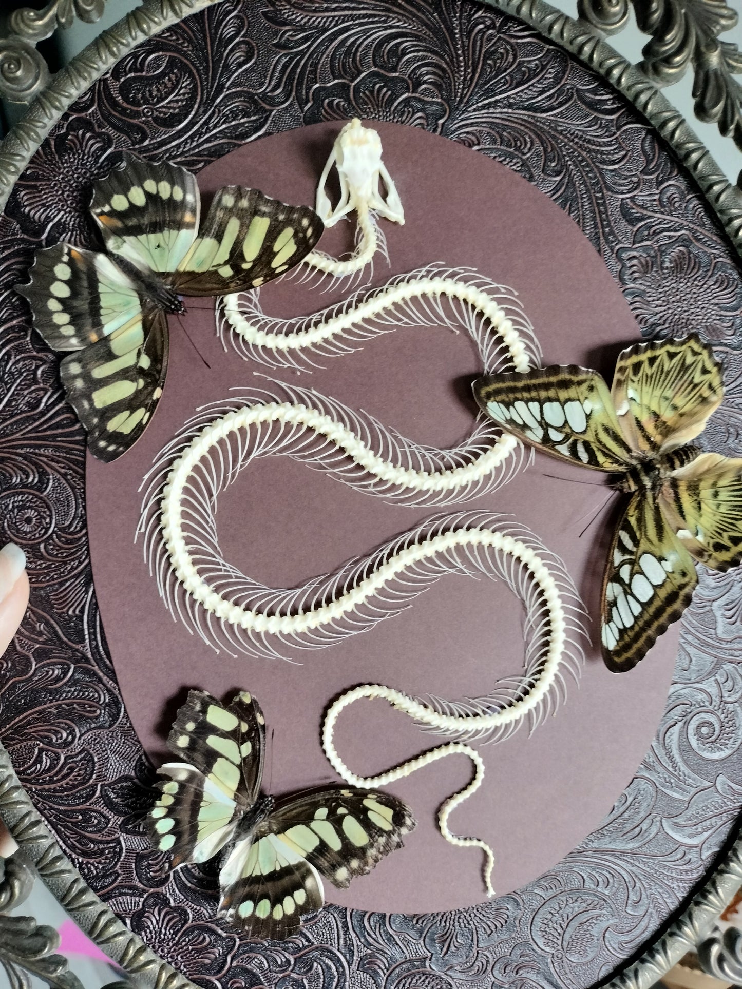 Squelette de serpent avec papillons