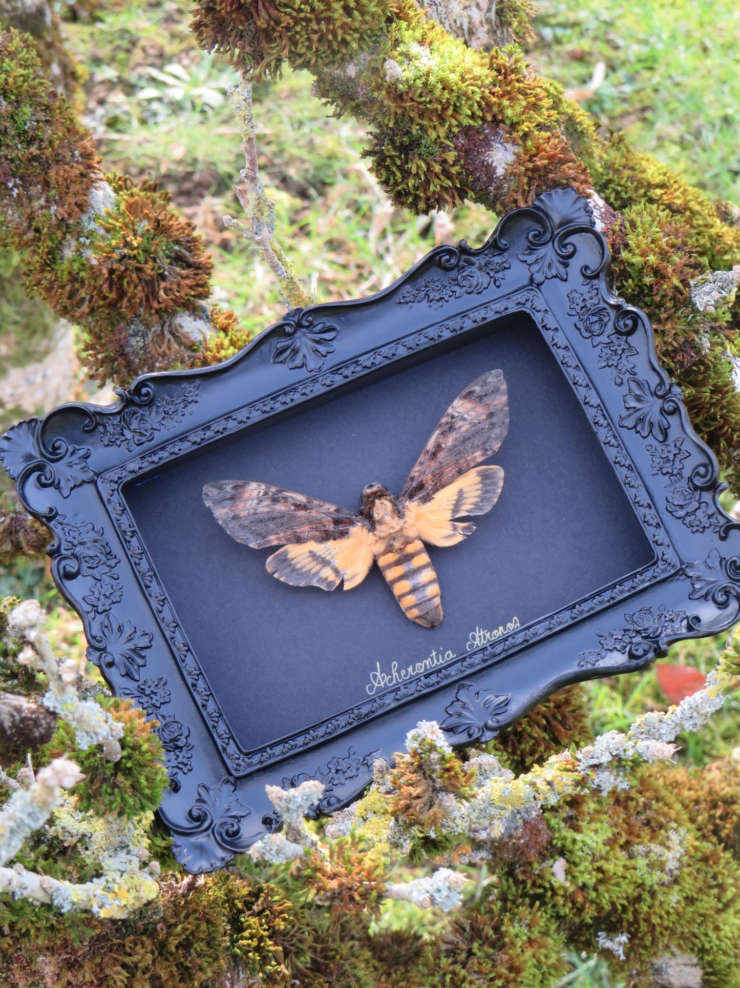 Sphinx tête de mort