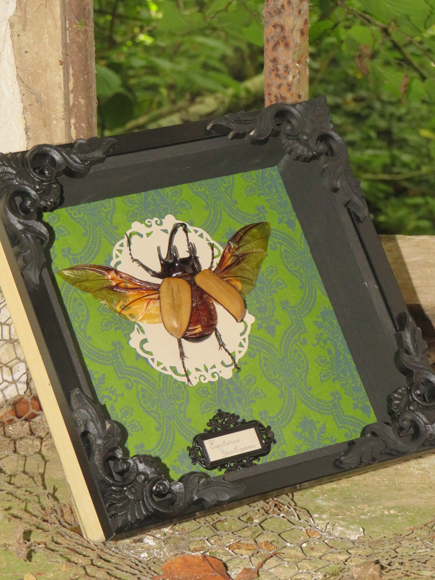 Eupatorus gracilicornis