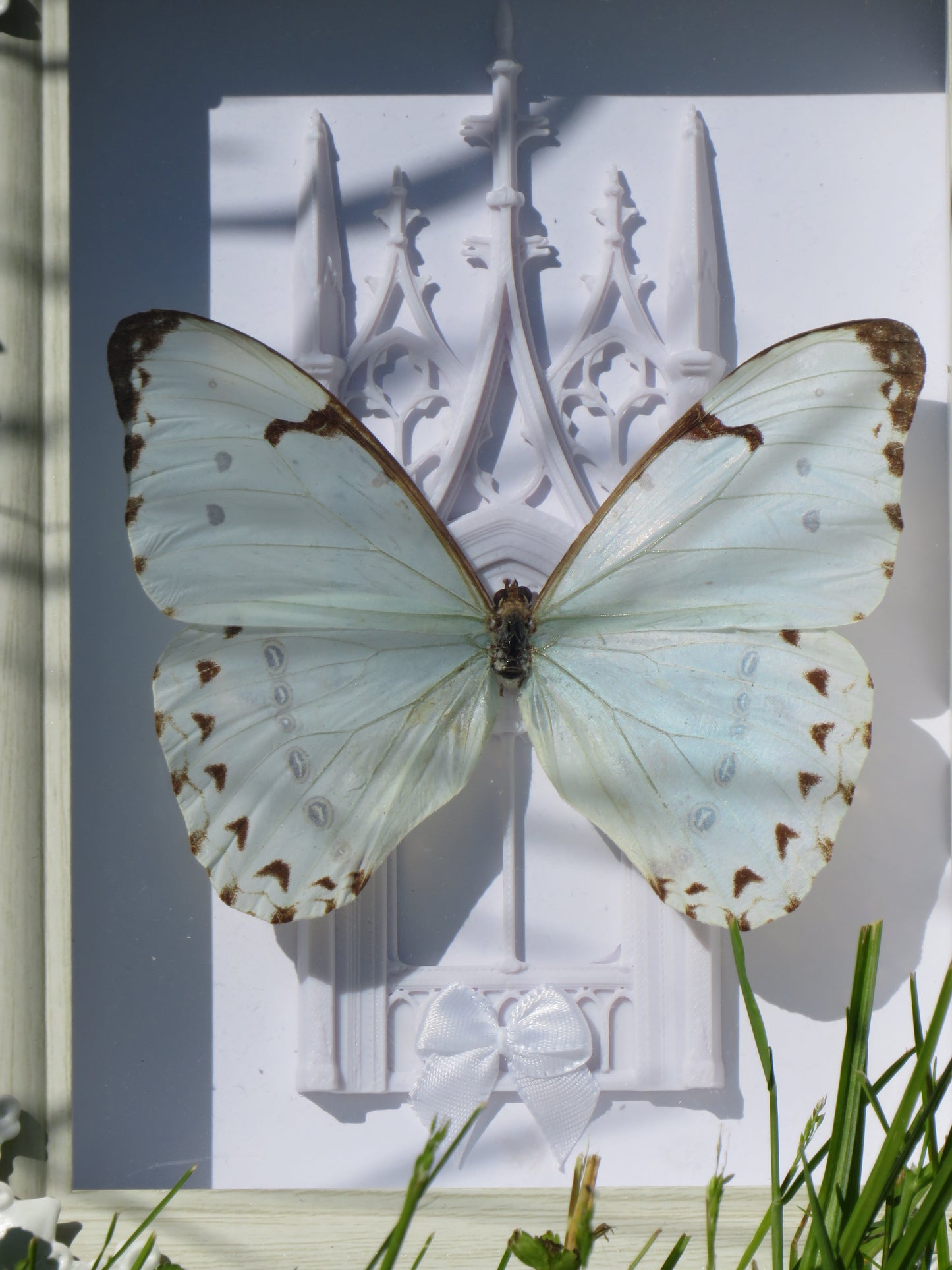 Papillon catherina et cathédrale