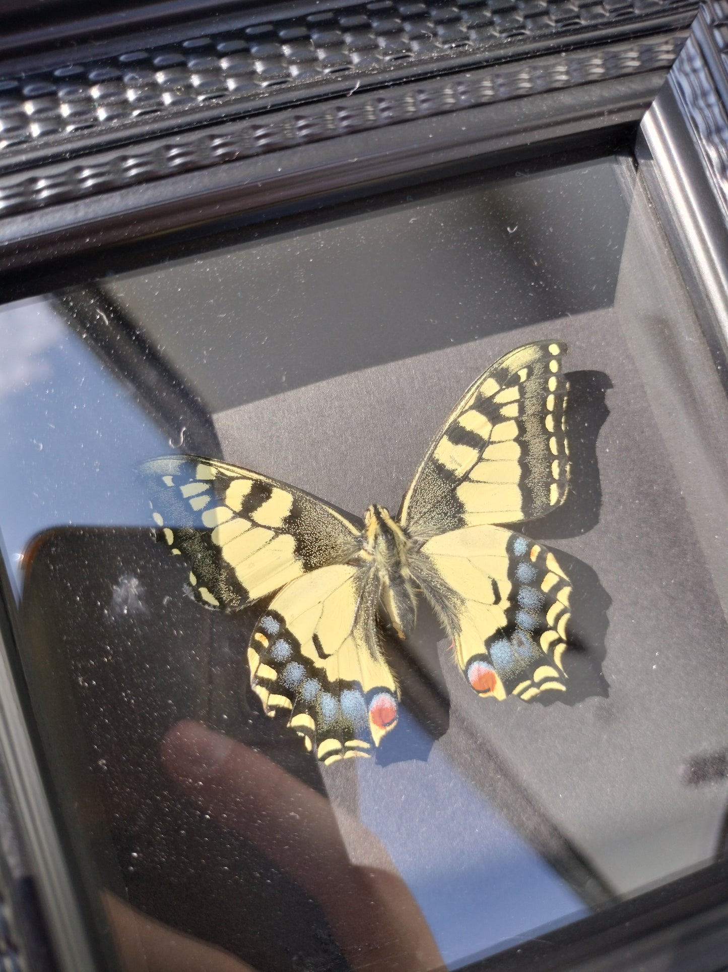 Machaon