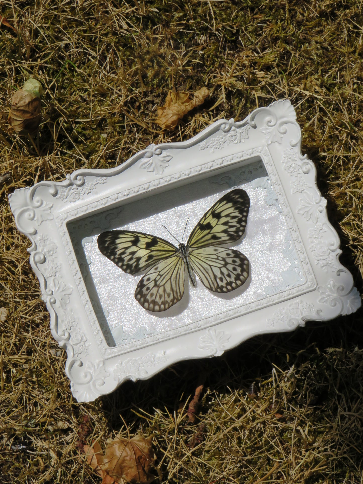 Idea leuconoe