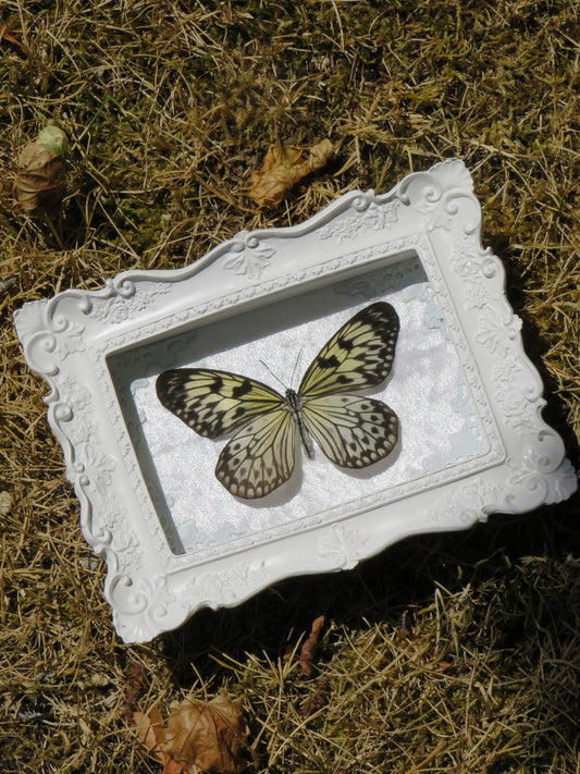 Idea leuconoe