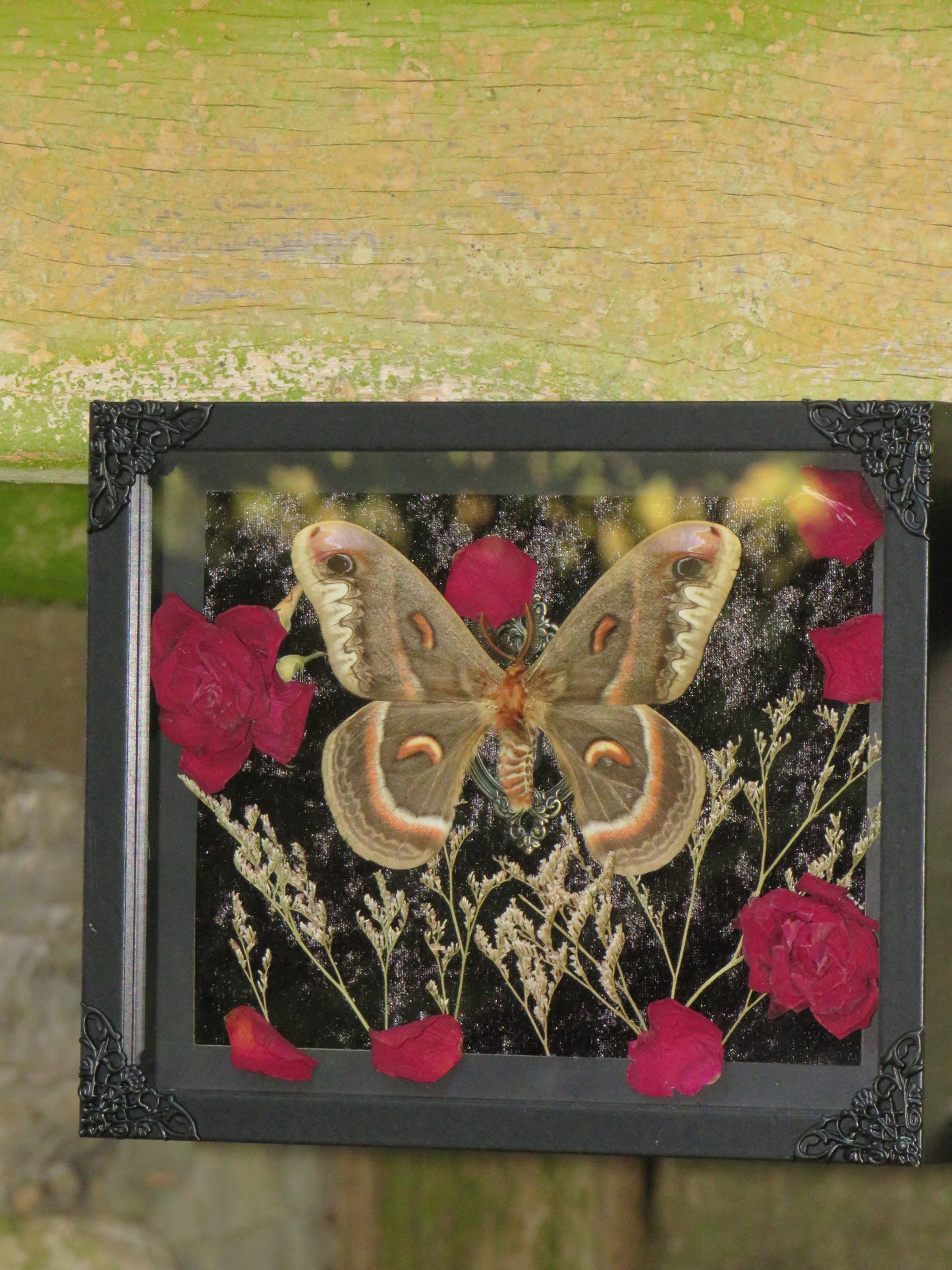 Cecropia - mort naturelle