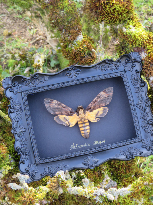 Sphinx tête de mort