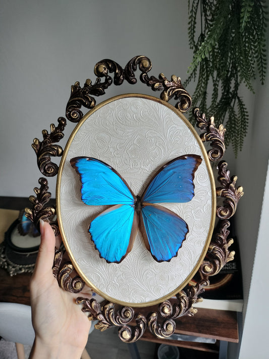 Morpho didius