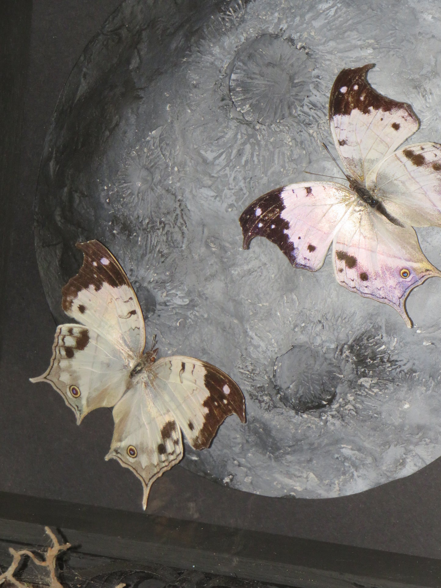 Protogoniomorpha duprei