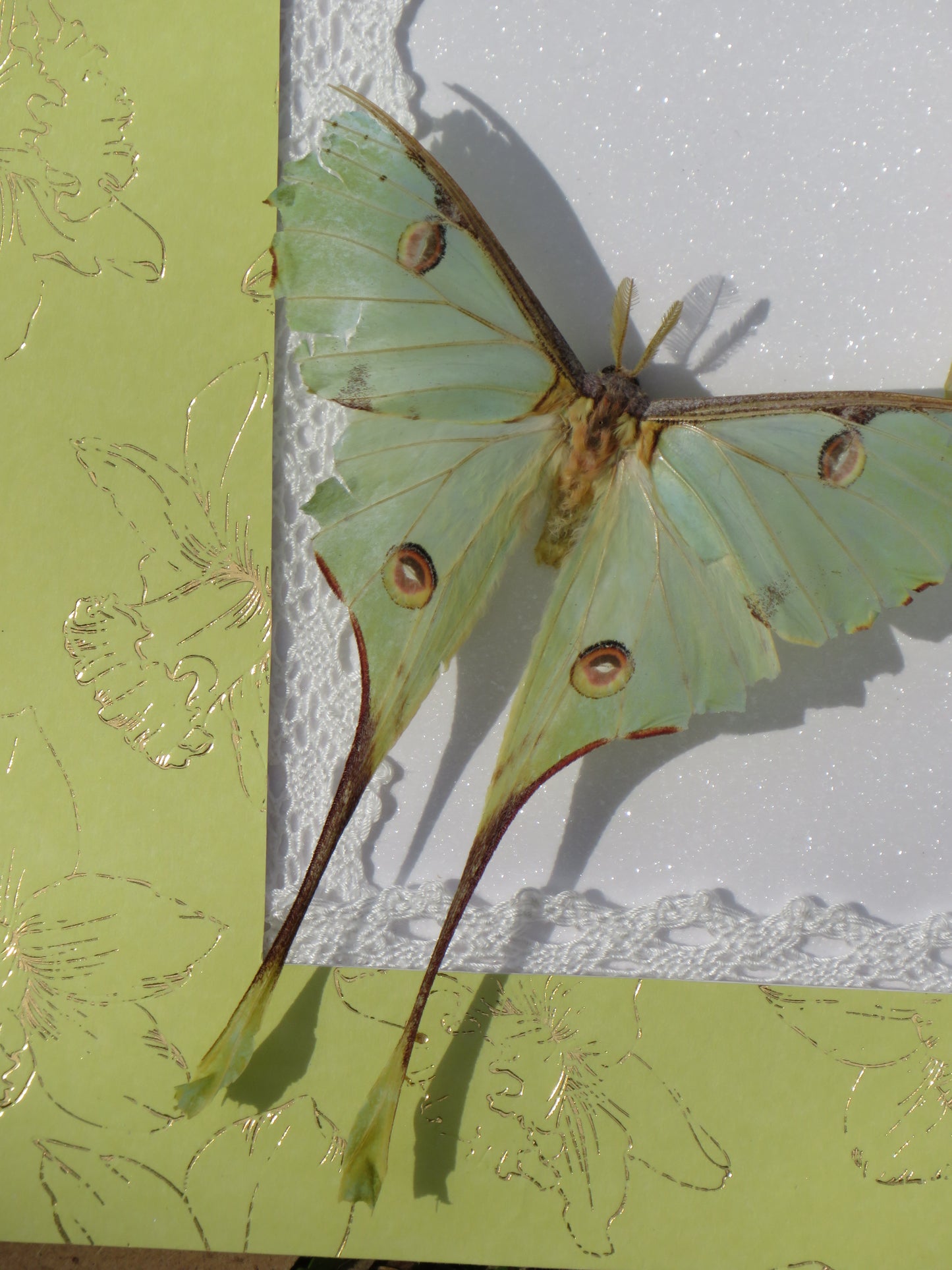 Papillons argema et actias
