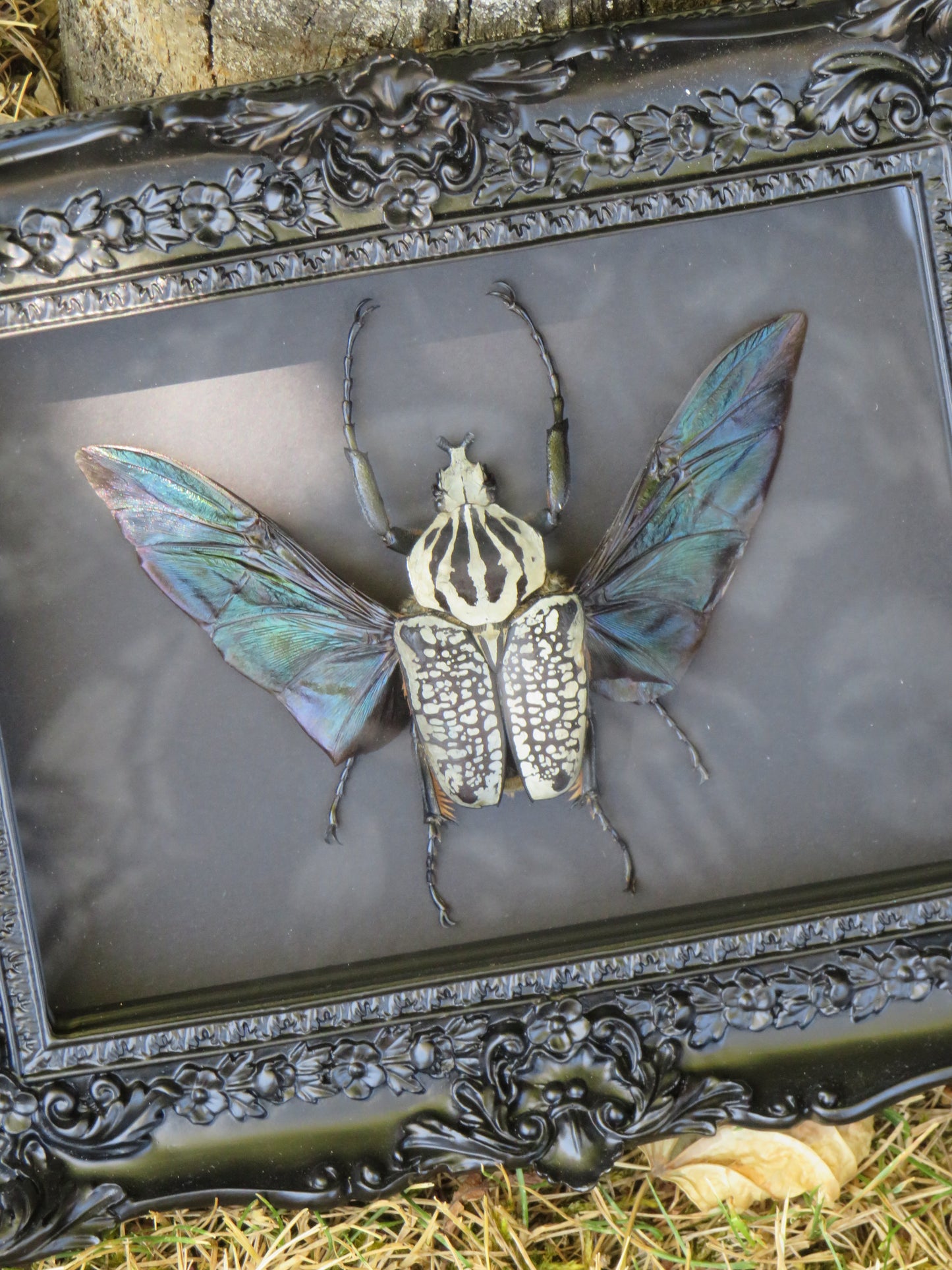 Goliathus meleagris