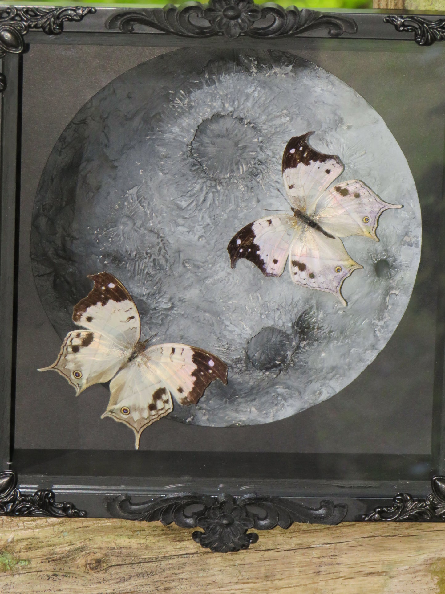 Protogoniomorpha duprei