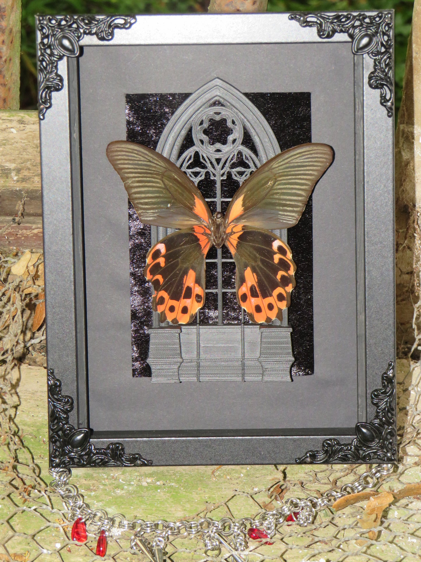 papilio rumanzovia - mort naturelle