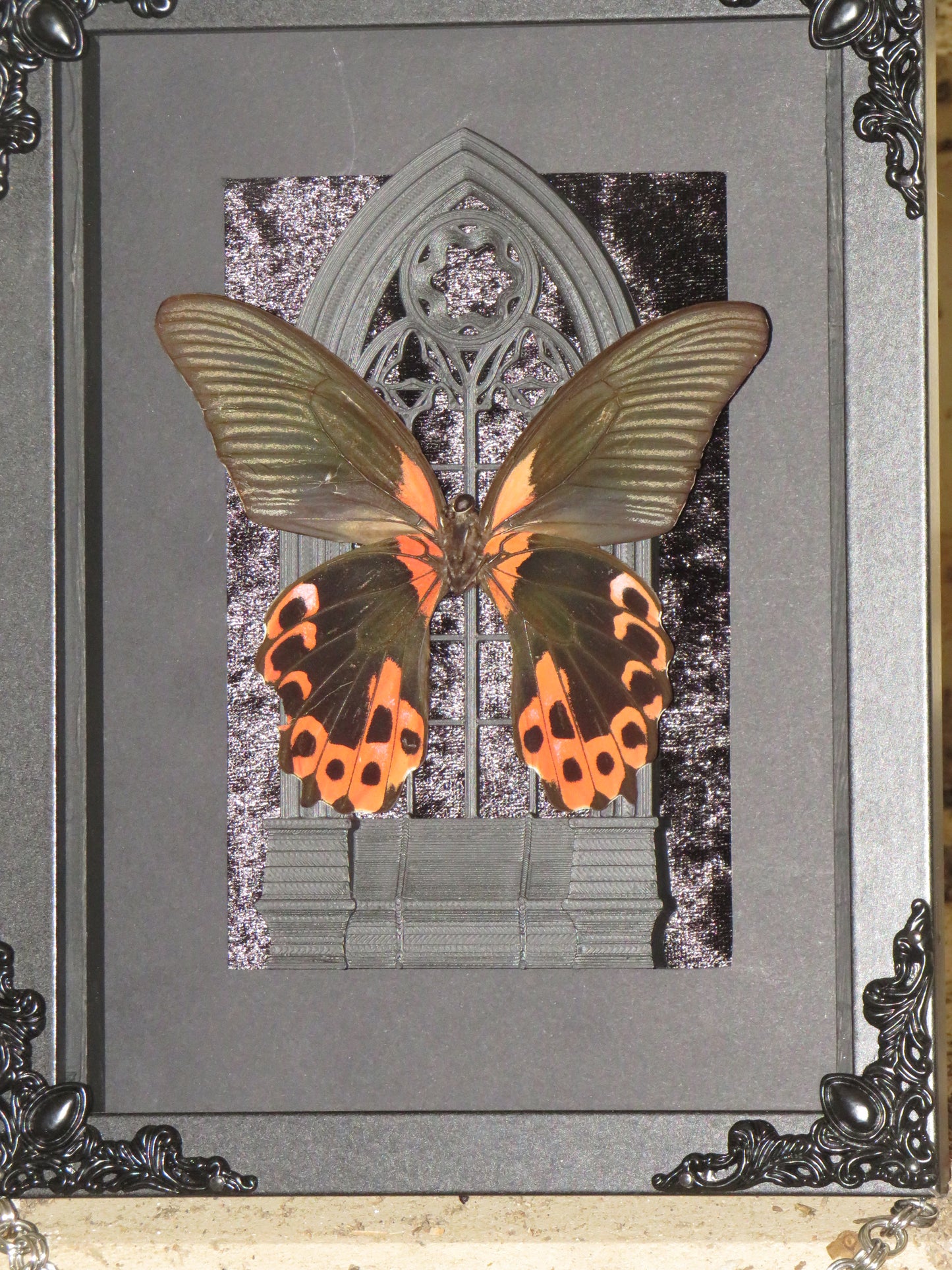 papilio rumanzovia - mort naturelle