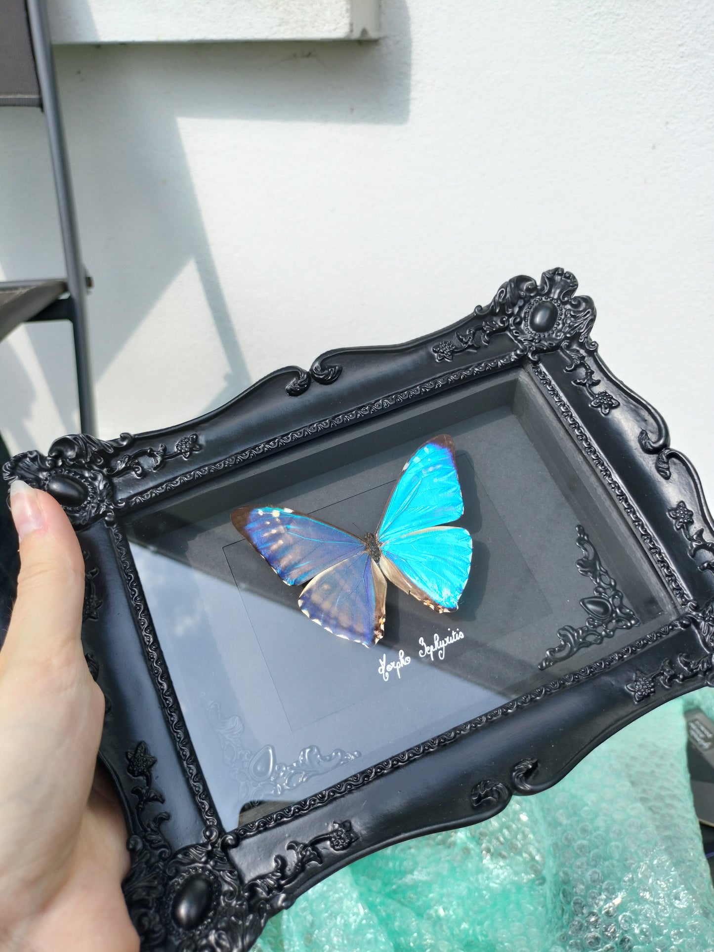 Morpho Zephyritis
