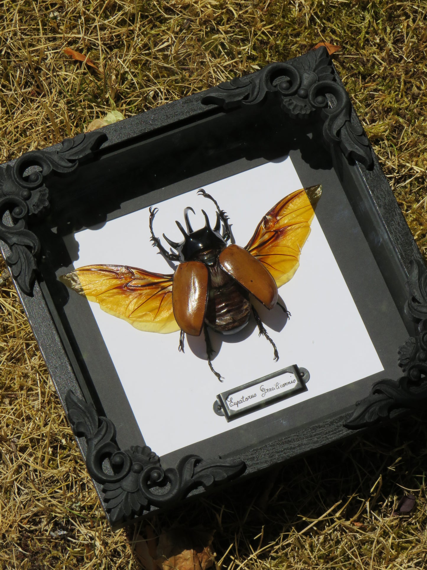 Eupatorus gracilicornis