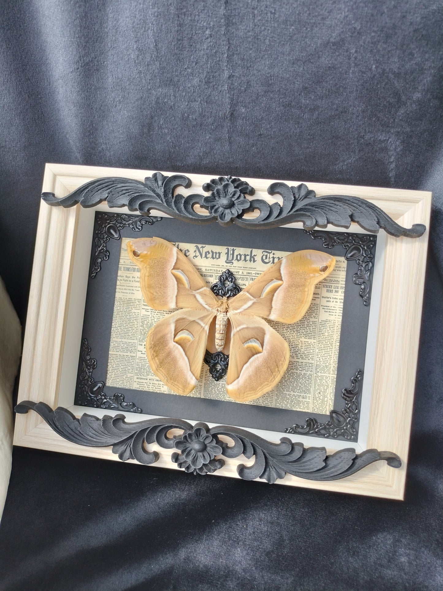Bombyx de l'ailante