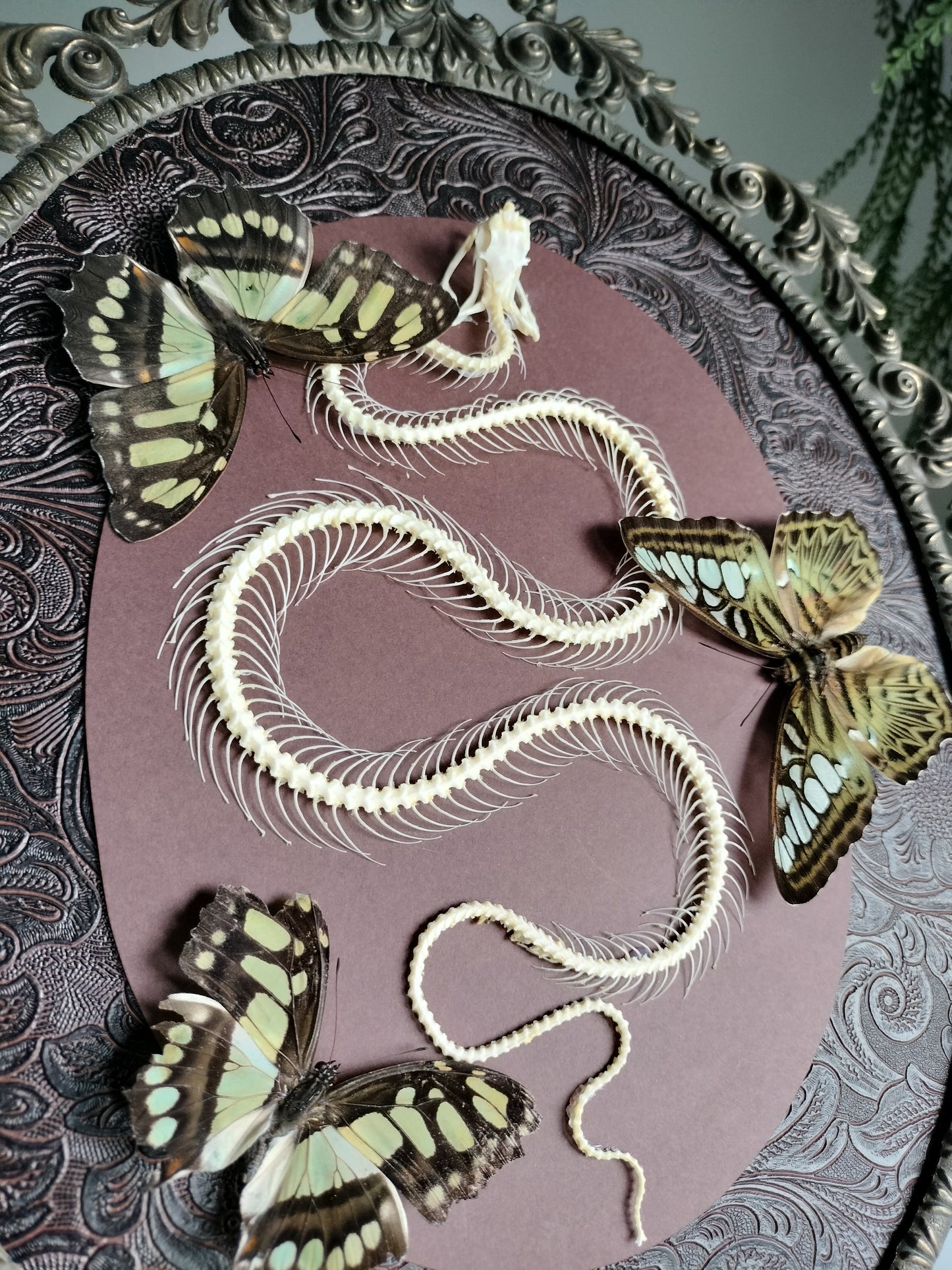 Squelette de serpent avec papillons