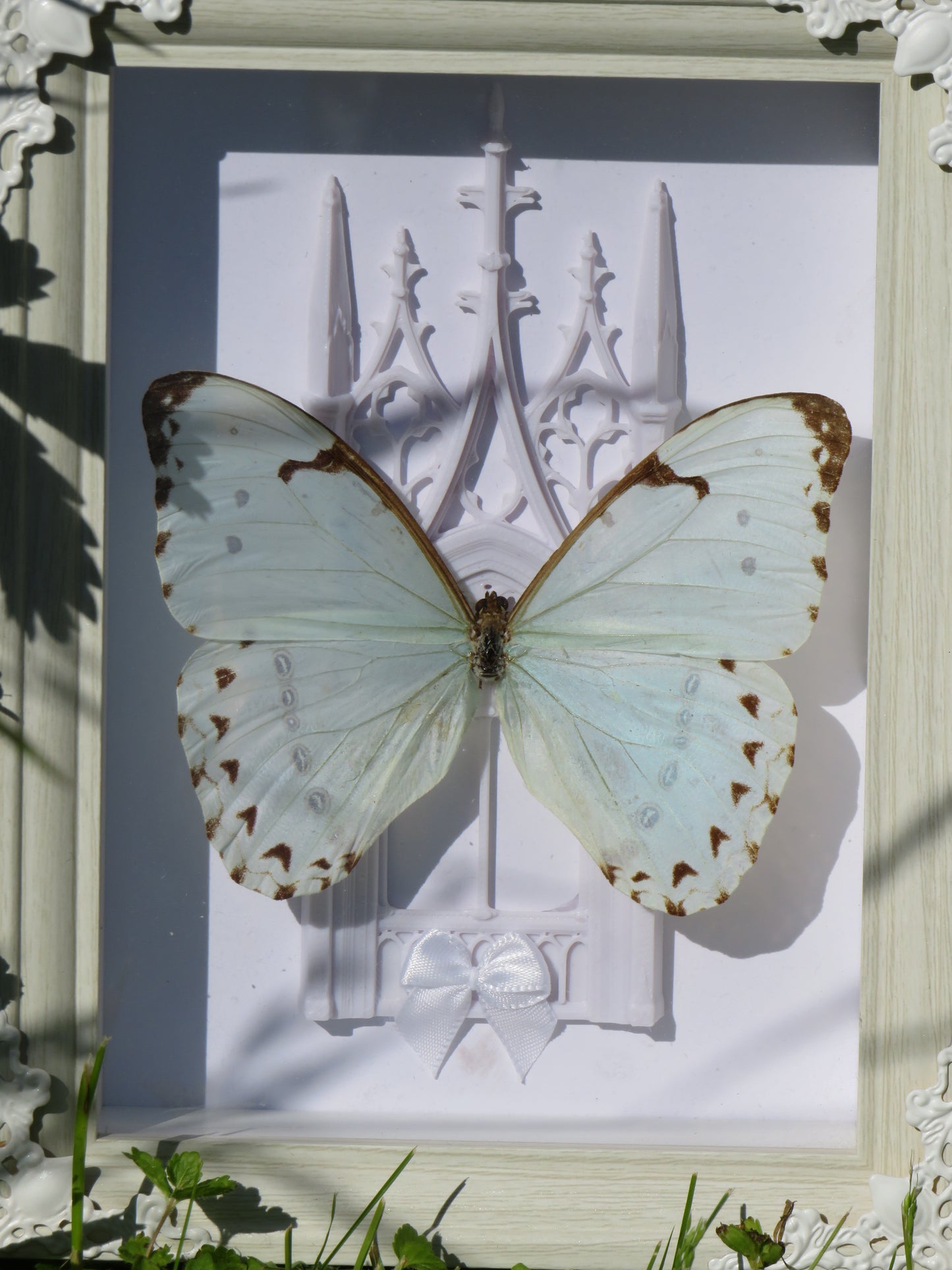 Papillon catherina et cathédrale