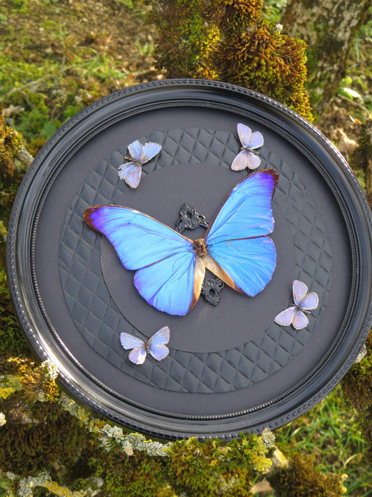 Morpho rhetenor et petits bleus