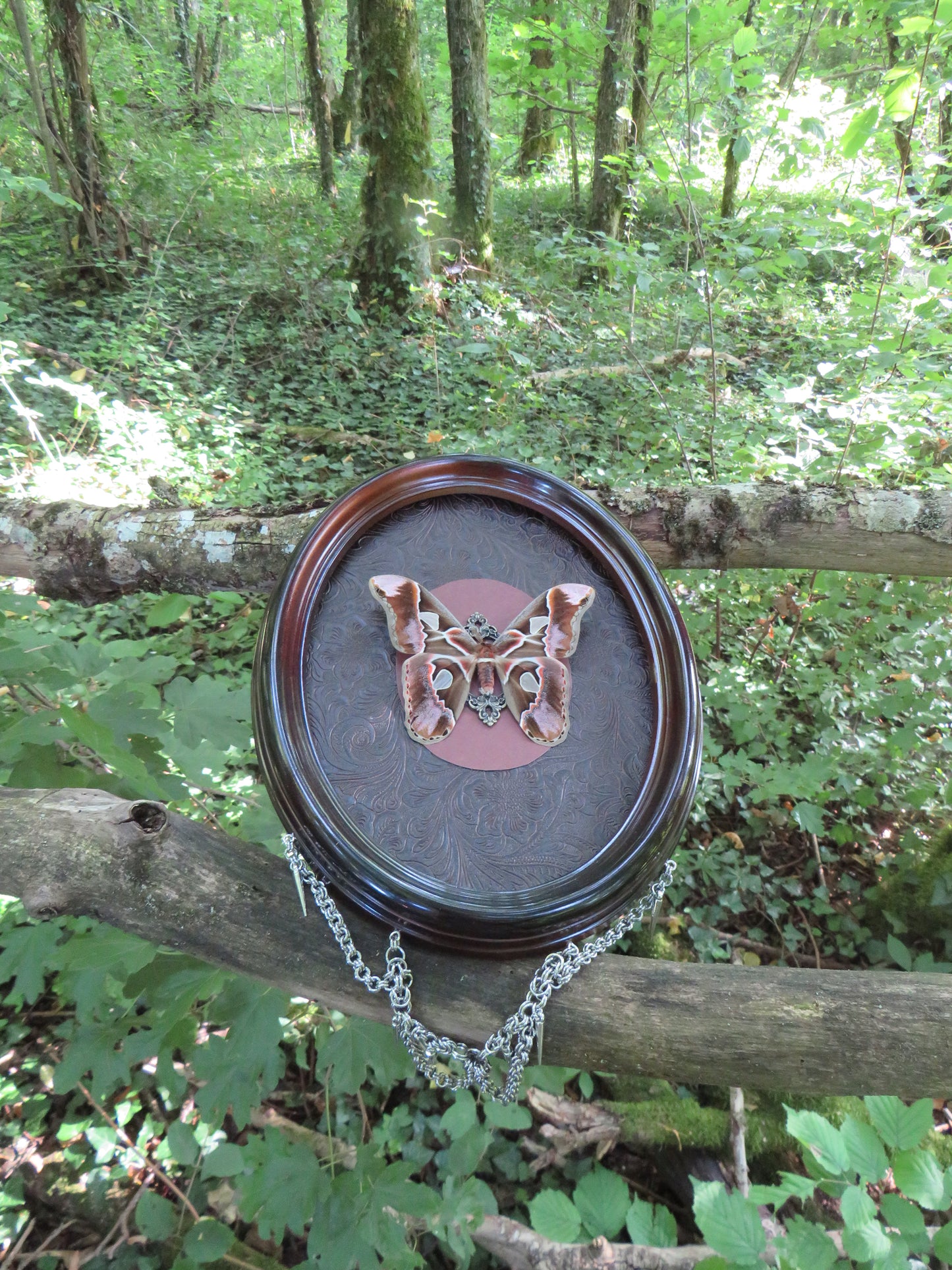 Rothschildia - mort naturelle