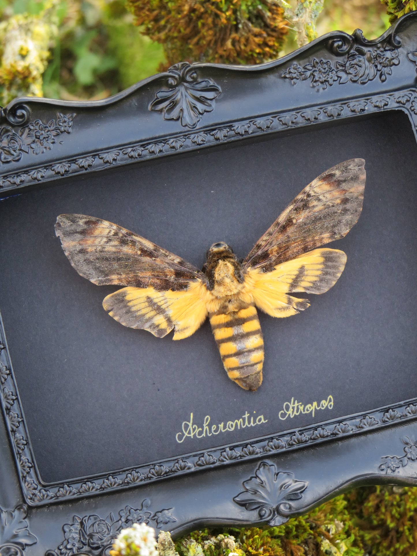 Sphinx tête de mort