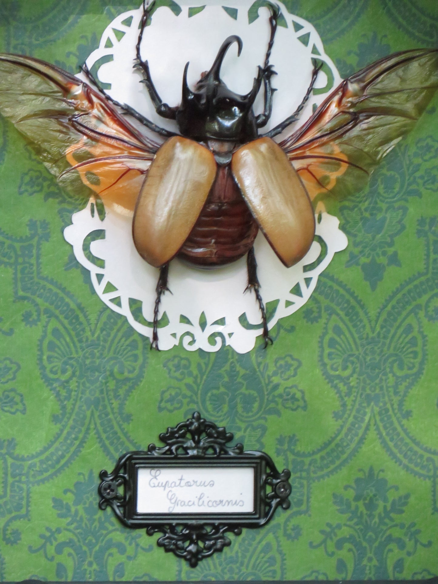 Eupatorus gracilicornis