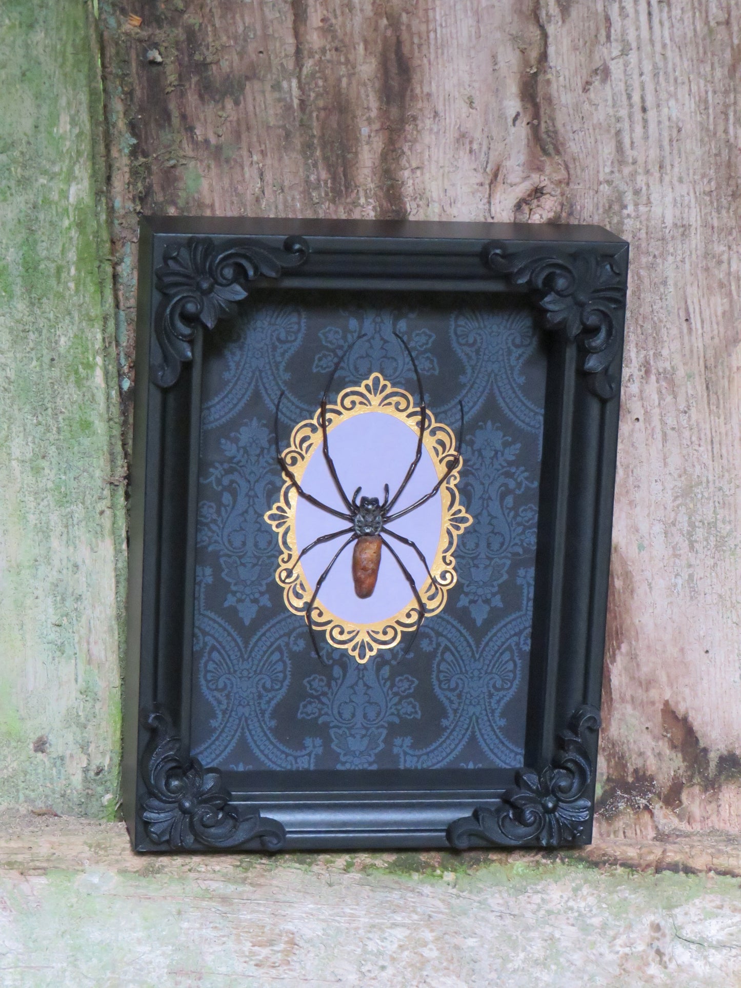 Araignée Nephila