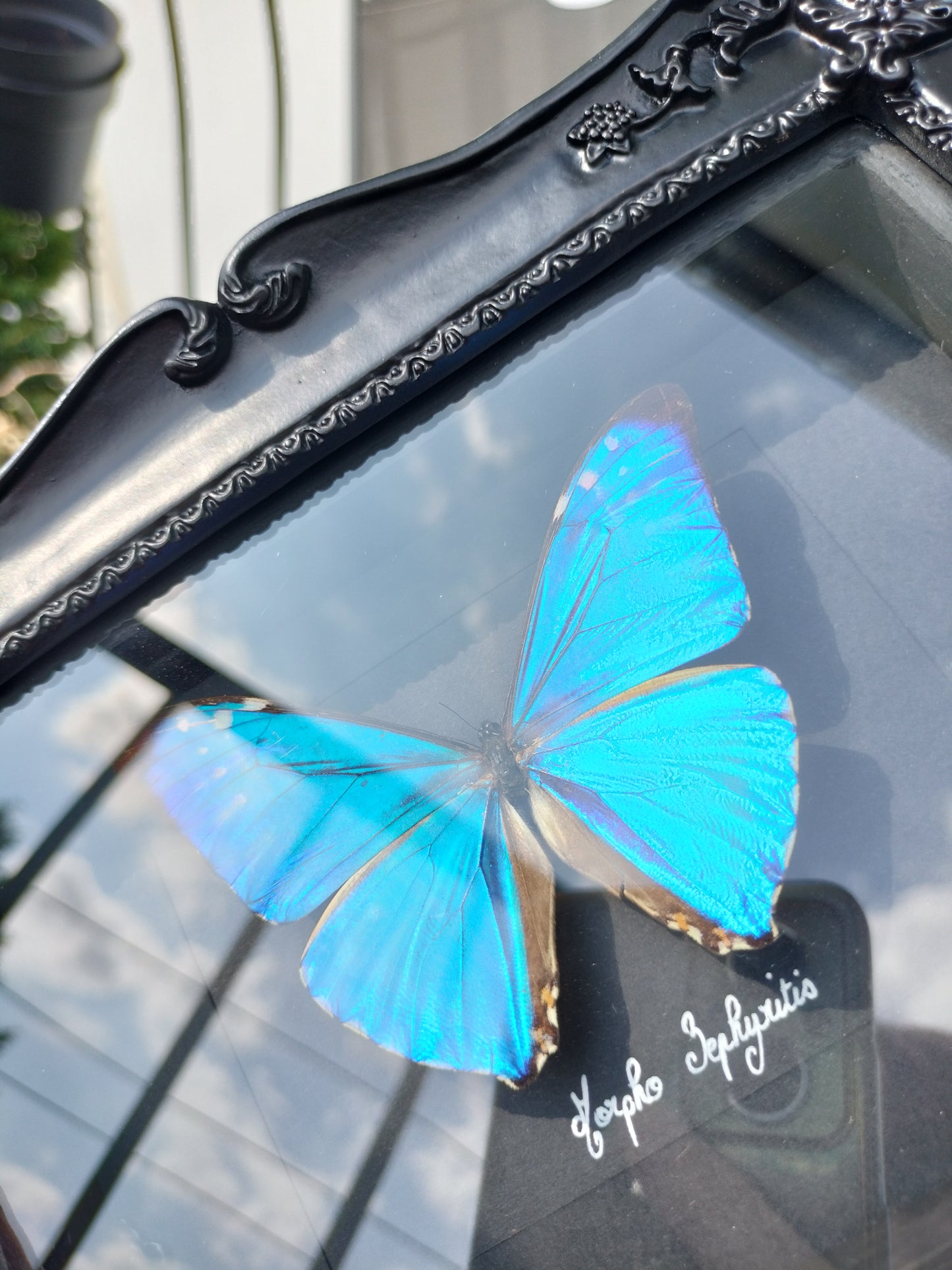Morpho Zephyritis