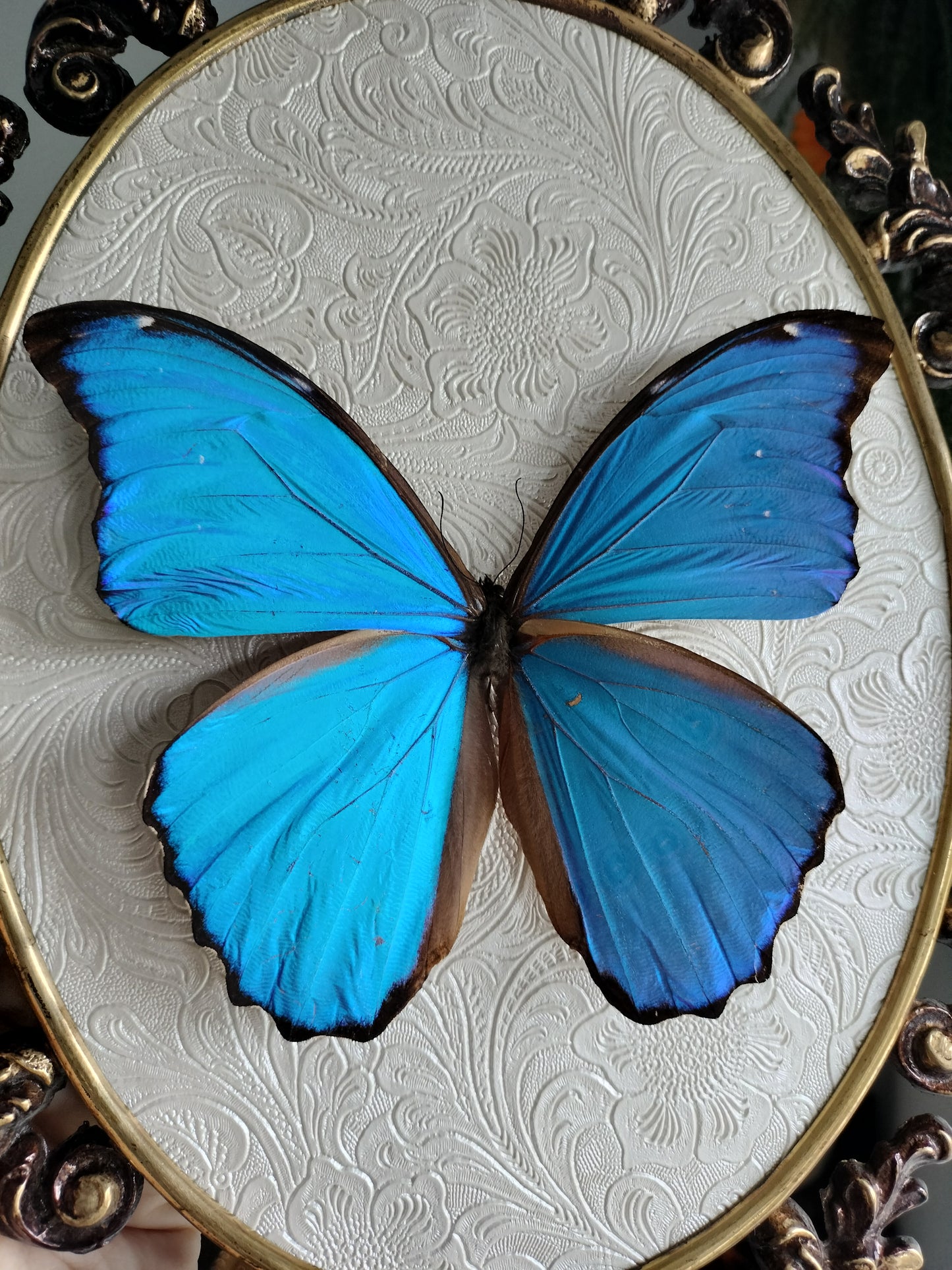 Morpho didius