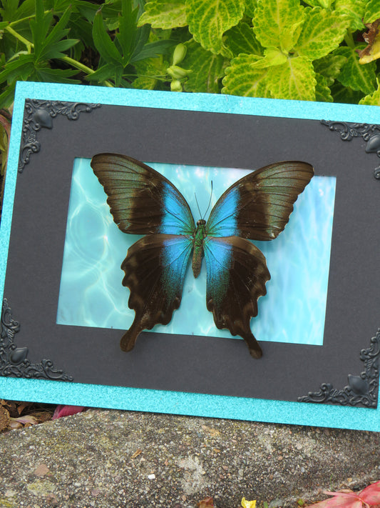 Véritable papillon palinurus