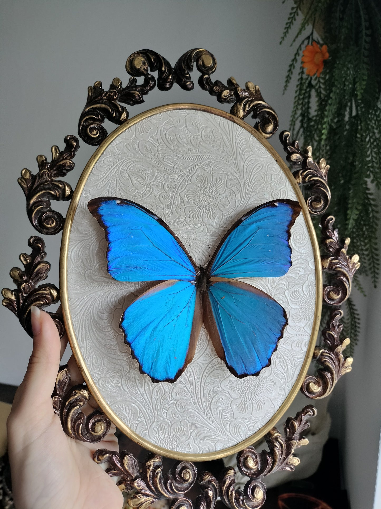 Morpho didius