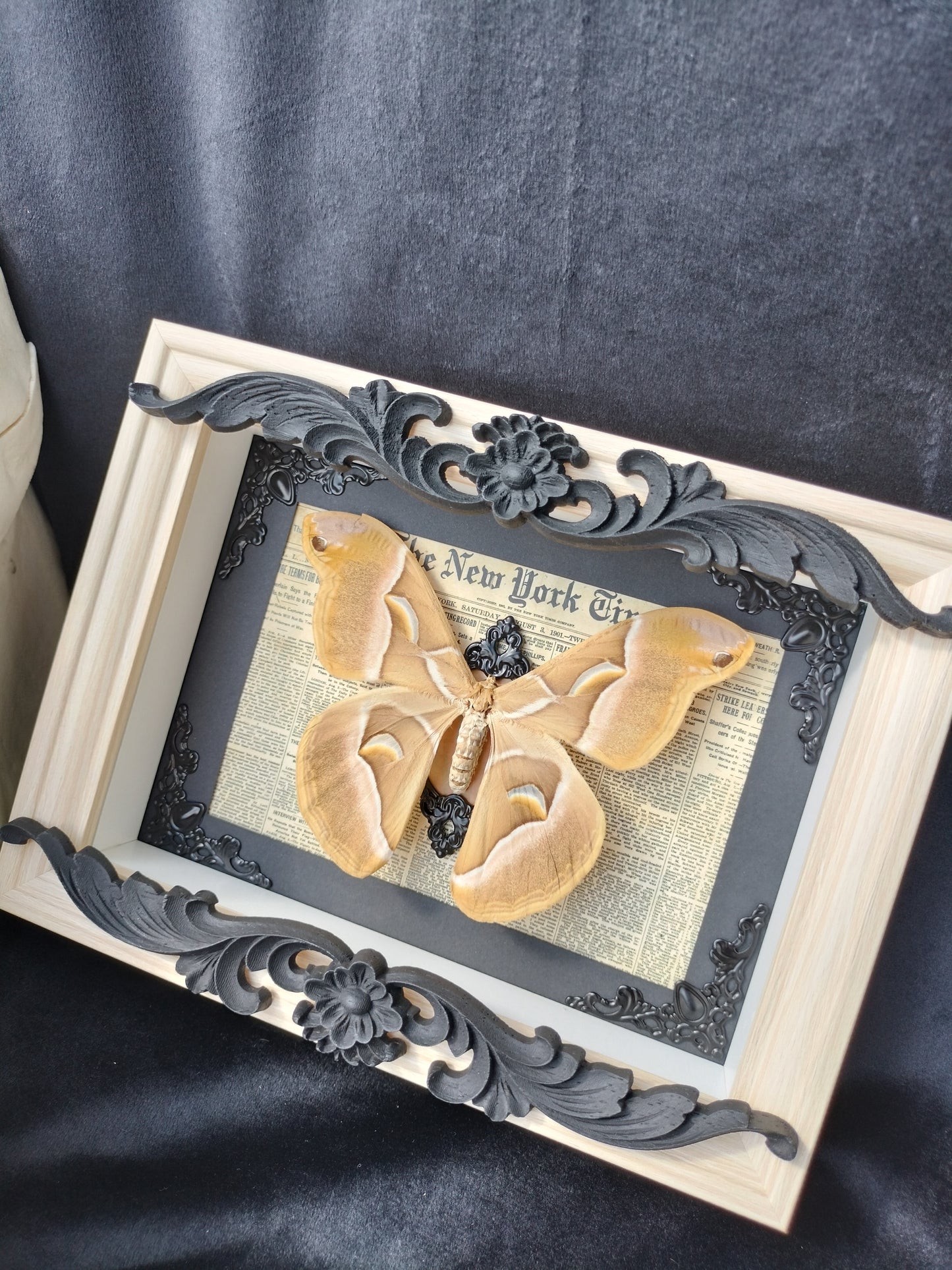 Bombyx de l'ailante