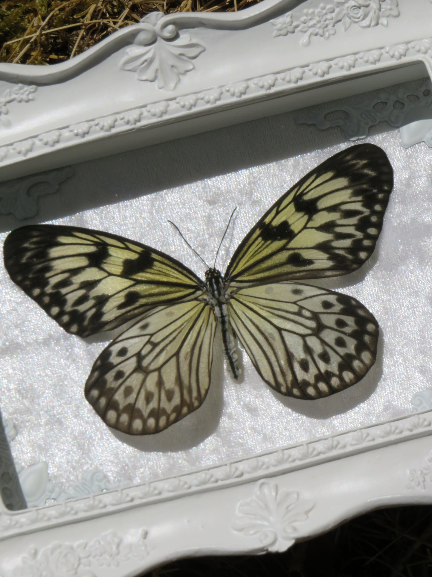 Idea leuconoe