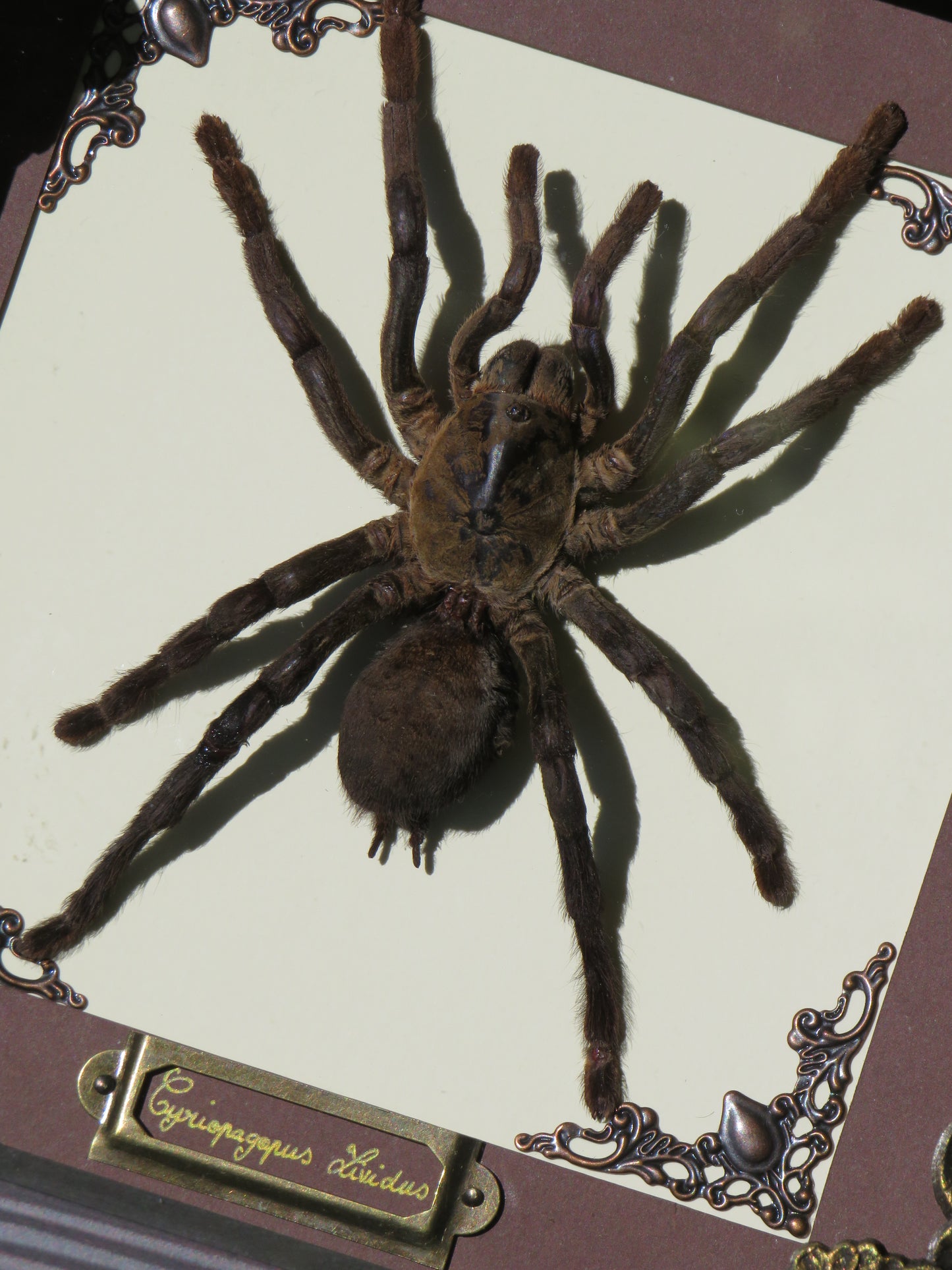 Mygale cyriopagopus lividus