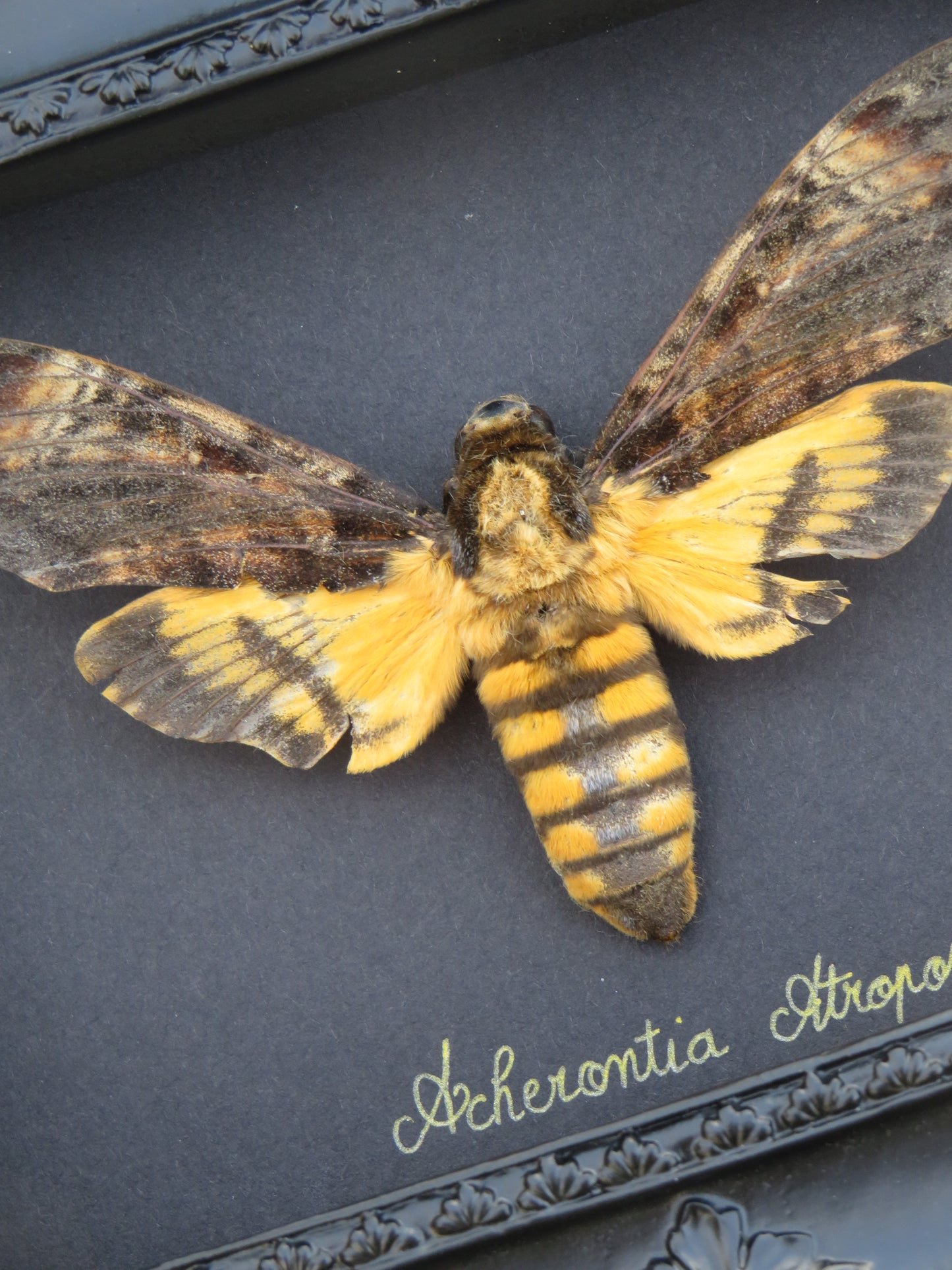 Sphinx tête de mort