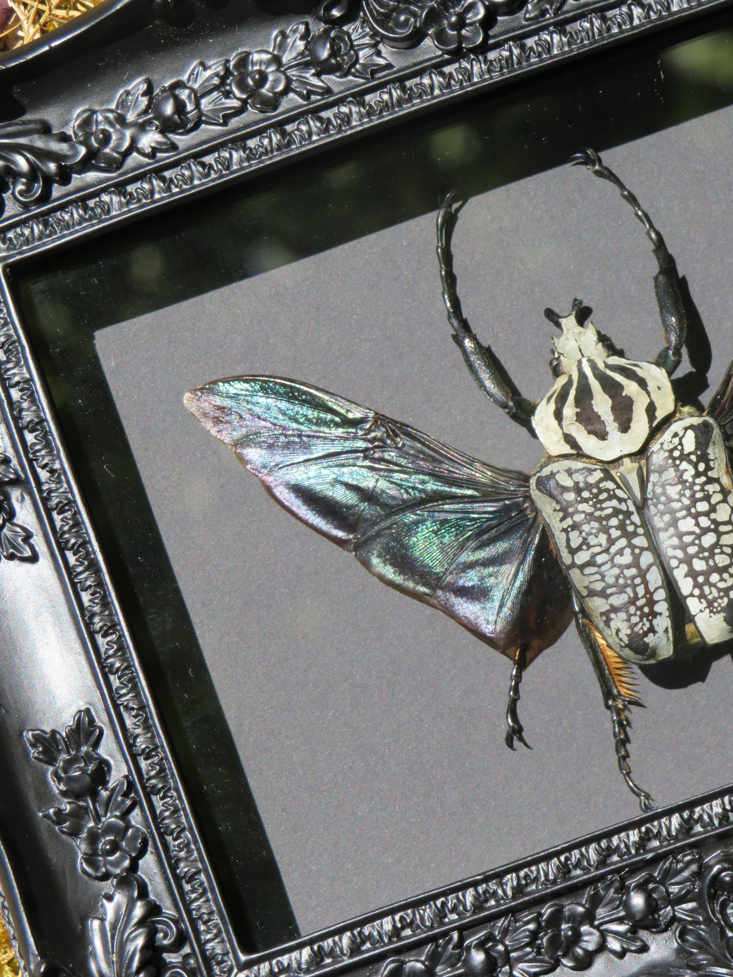 Goliathus meleagris