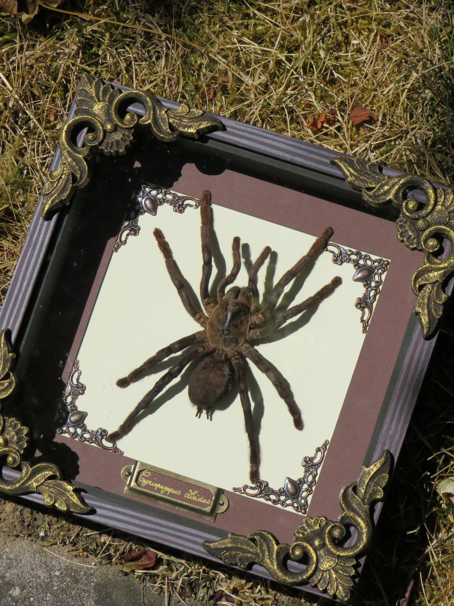 Mygale cyriopagopus lividus