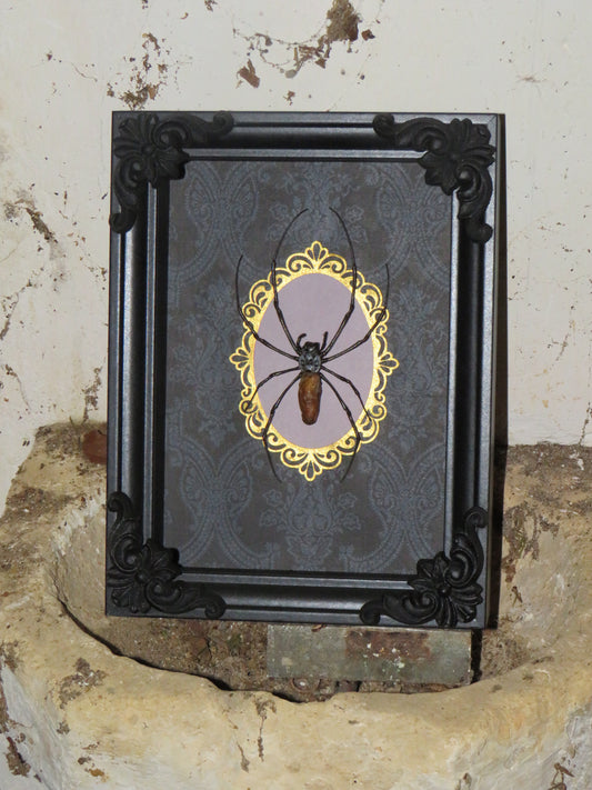 Araignée Nephila