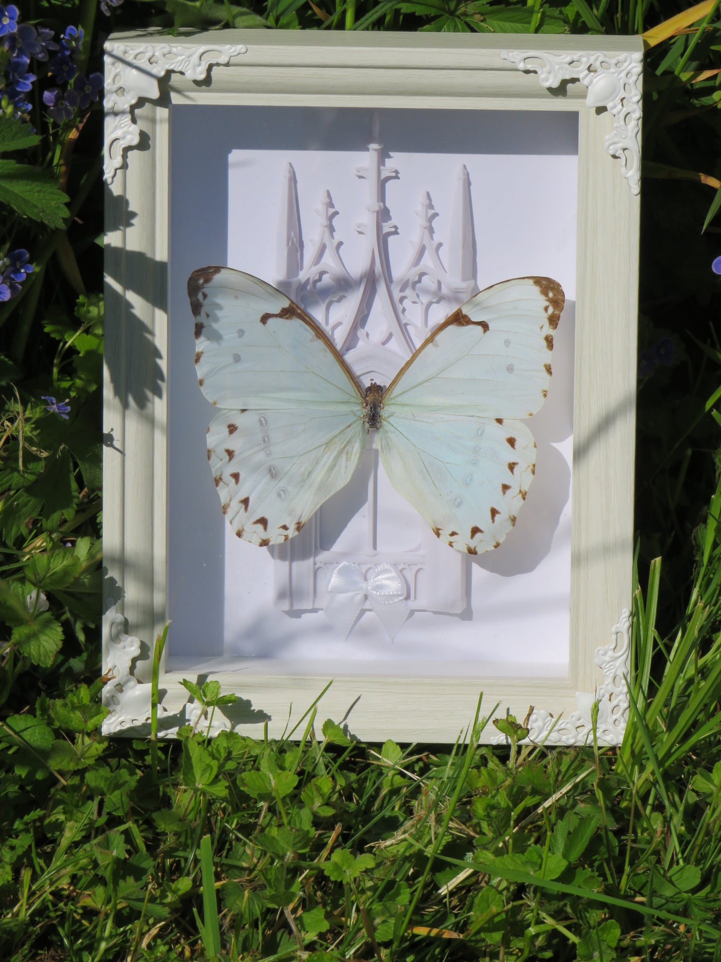 Papillon catherina et cathédrale