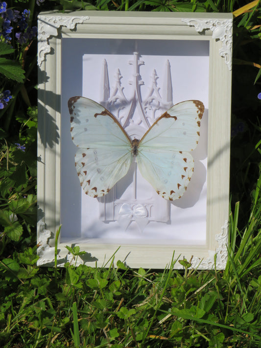 Papillon catherina et cathédrale