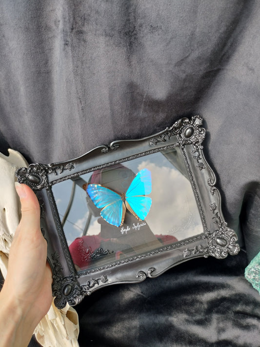 Morpho Zephyritis