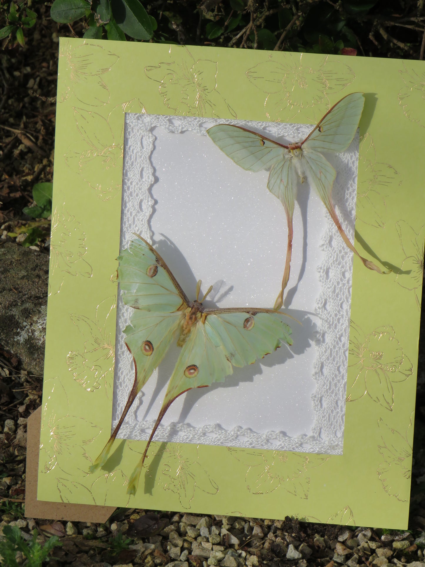 Papillons argema et actias