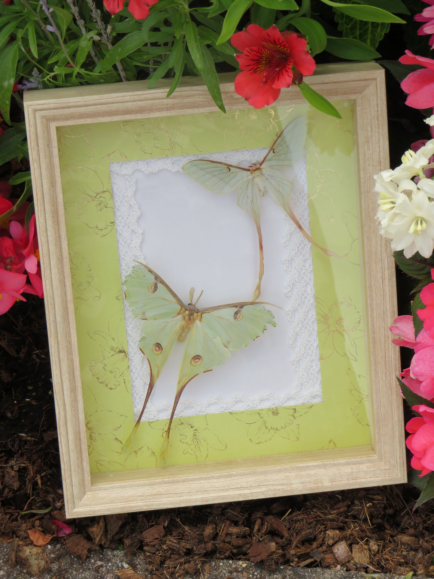 Papillons argema et actias