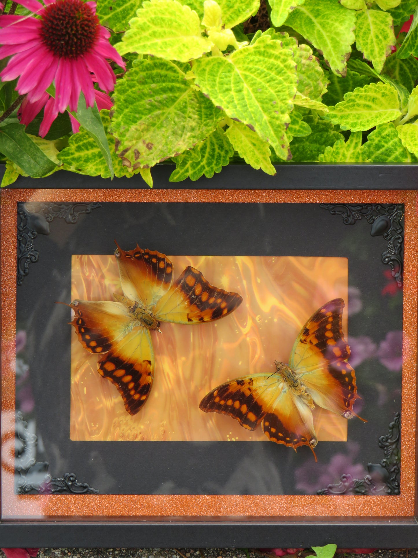 Papilions Charaxes candiope