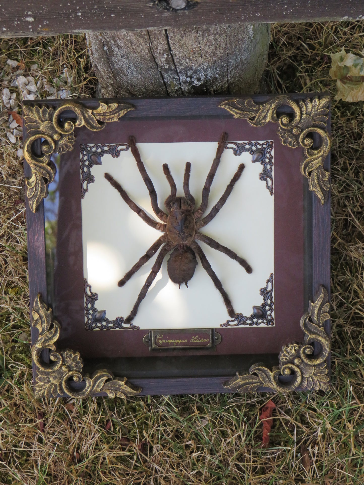 Mygale cyriopagopus lividus